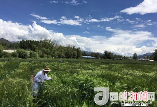 西藏與9家國家重點(diǎn)實(shí)驗(yàn)室合力促青稞增產(chǎn)、牦牛育肥