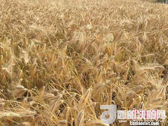 2017年西藏青稞種植面積達(dá)210多萬畝，占糧食播種面積的75%。圖為成熟期的青稞?！⊥跤窳?攝