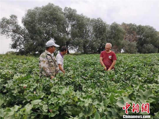 遠改忠在棉花地里為連隊職工分享種植經(jīng)驗?！“叉陆?攝