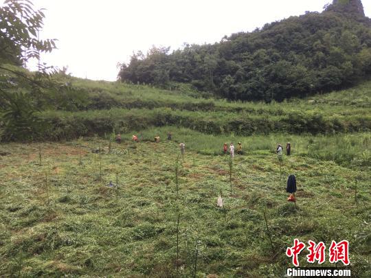 貴州同威生物科技有限公司天麻種植基地?！≈軏?攝