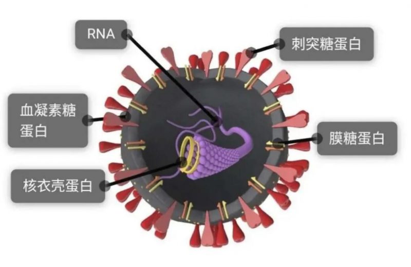 ▲新冠病毒半剖模型圖 圖片來源：新華社微信公號