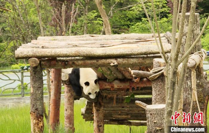 九寨溝熊貓園里的大熊貓?！【耪瘻峡h委宣傳部提供 攝